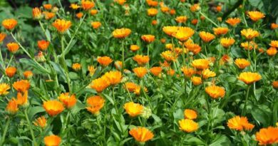17 Medicinal Health Benefits of Calendula officinalis (Marigold)