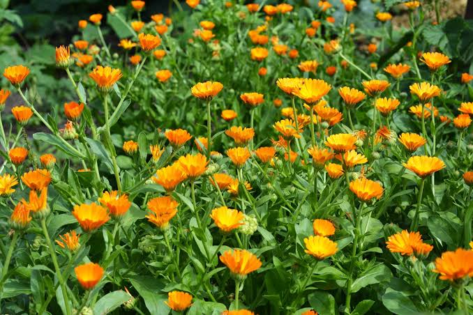 17 Medicinal Health Benefits Of Calendula Officinalis (marigold 