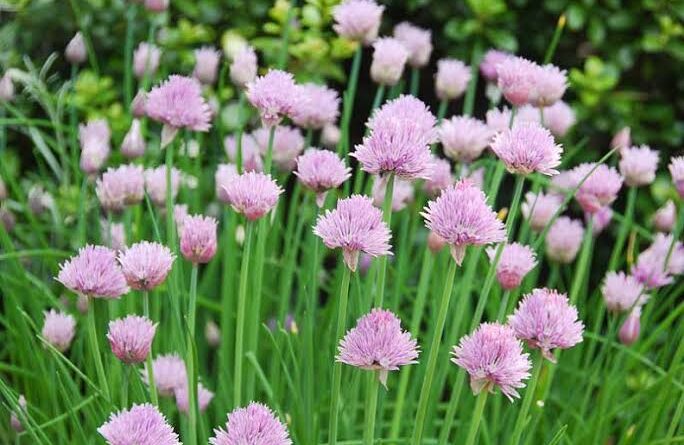 20 Medicinal Health Benefits of Chives (Allium schoenoprasum)