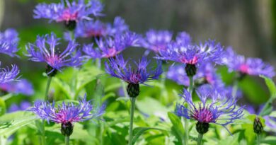 11 Medicinal Health Benefits of Centaurea Montana (Mountain Knapweed)