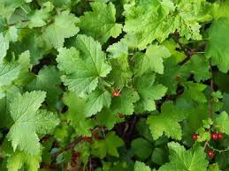 Currant Leaves: Economic Importance, Uses and By-Products