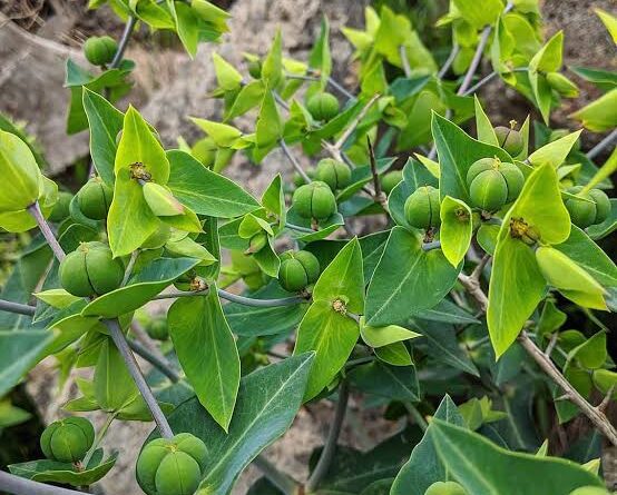 18 Medicinal Health Benefits of Euphorbia Lathyris (Caper Spurge)