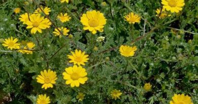 17 Medicinal Health Benefits of Cota Tinctoria (Golden Marguerite)