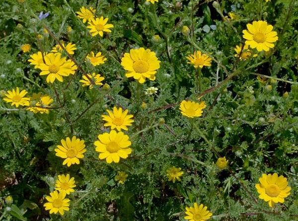 17 Medicinal Health Benefits of Cota Tinctoria (Golden Marguerite)