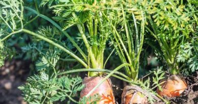20 Medicinal Health Benefits of Daucus carota (Carrot)