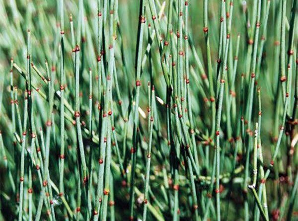 13 Medicinal Health Benefits of Ephedra distachya (Ma-huang)