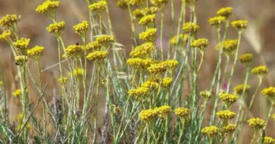 15 Medicinal Health Benefits of Helichrysum italicum (Immortal Flower)