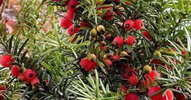 12 Medicinal Health Benefits of Taxus baccata (European yew)