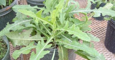 14 Medicinal Health Benefits of Sonchus arvensis (Field Sowthistle)