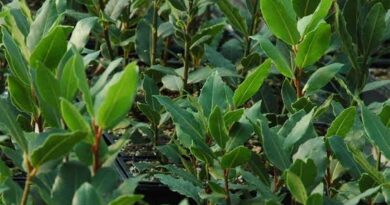 18 Medicinal Health Benefits of Laurus nobilis (Bay laurel)