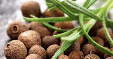 Growing Guide and Health Benefits of Allspice Seasoning