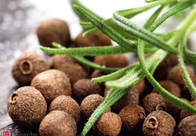 Growing Guide and Health Benefits of Allspice Seasoning