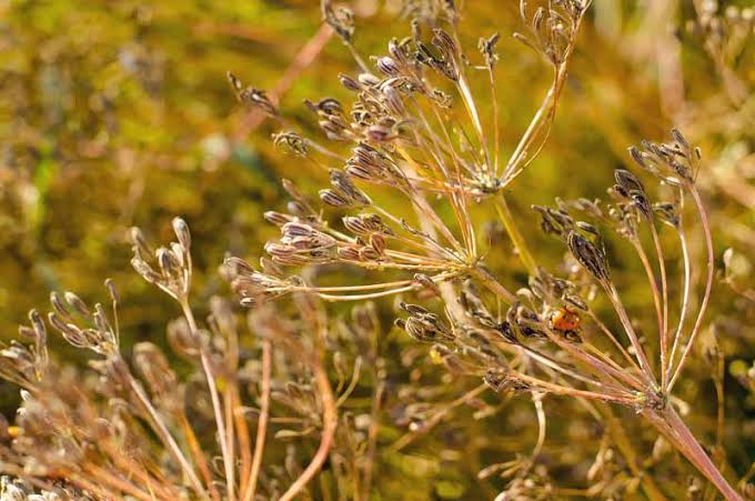 The Health Benefits of Using Caraway Seeds on your Cooking