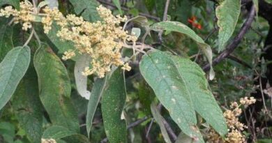 18 Medicinal Health Benefit Of Buddleja cordata (Heart-leaved Butterfly Bush)