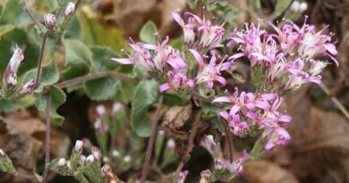 20 Medicinal Health Benefits Of Acourtia microcephala (Wild Pink)