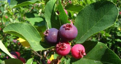 17 Medicinal Health Benefits Of Amelanchier canadensis (Canadian serviceberry)