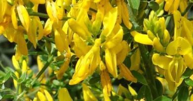6 Medicinal Health Benefits Of Genista tinctoria (Dyer's greenweed)