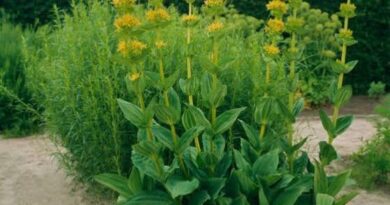 16 Medicinal Health Benefits Of Gentiana lutea (Yellow Gentian)