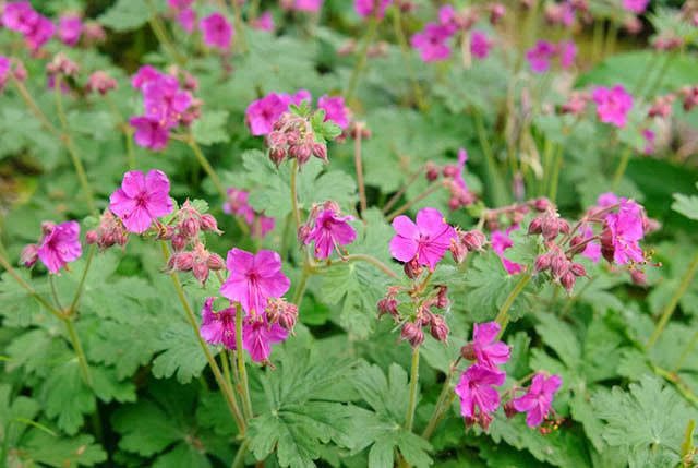 6 Medicinal Health Benefits Of Geranium macrorrhizum (Bigroot Geranium)