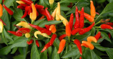 18 Medicinal Health Benefits Of Capsicum annuum (Chili Pepper)
