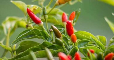 The Health Benefits of Using Birds Eye Chilli on your Cooking
