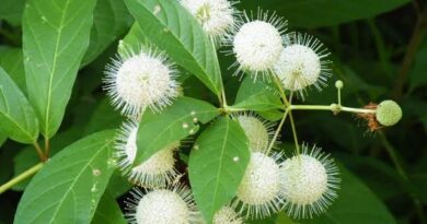 15 Medicinal Health Benefits of Cephalanthus occidentalis (Buttonbush)