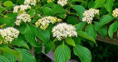 18 Medicinal Health Benefits Of Cornus alternifolia (Pagoda Dogwood)