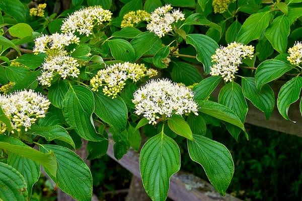 18 Medicinal Health Benefits Of Cornus alternifolia (Pagoda Dogwood)