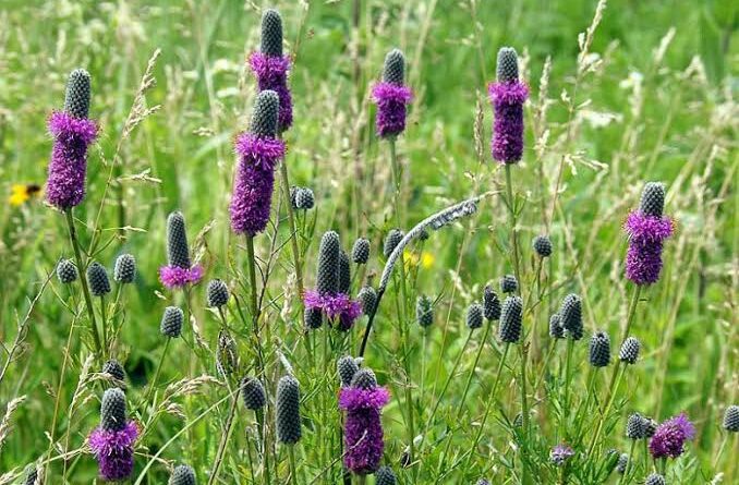 14 Medicinal Health Benefits Of Dalea purpurea (Purple Prairie Clover)