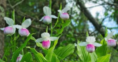 18 Medicinal Health Benefits Of Cypripedium reginae (Showy Lady's Slipper)