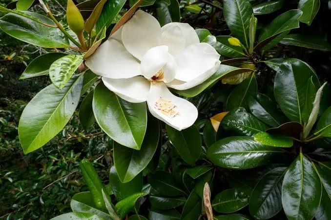 18 Medicinal Health Benefits Of Magnolia grandiflora (Southern Magnolia)