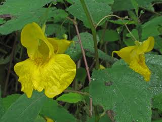 16 Medicinal Health Benefits Of Impatiens pallida (Pale Touch-Me-Not)