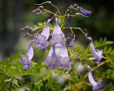 13 Medicinal Health Benefits Of Jacaranda caerulea (Blue Jacaranda)