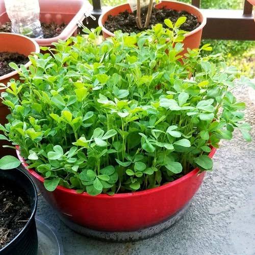 Growing Guide and Health Benefits of Fenugreek Seeds