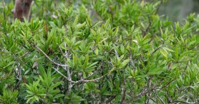 16 Medicinal Health Benefits Of Podocarpus aristulatus (Podocarpus)