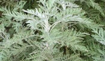 17 Medicinal Health Benefits Of Artemisia afra (African Wormwood)