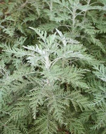 17 Medicinal Health Benefits Of Artemisia afra (African Wormwood)