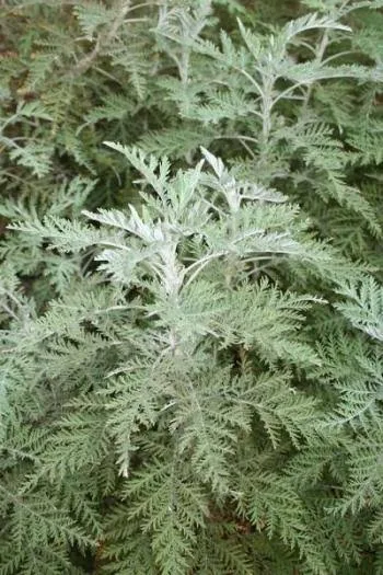 17 Medicinal Health Benefits Of Artemisia afra (African Wormwood)