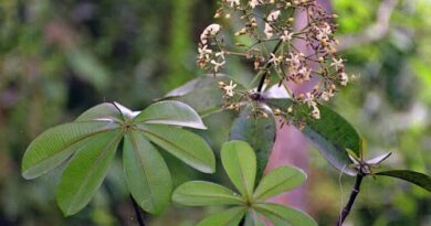 20 Medicinal Health Benefits Of Alstonia boonei (Scented Milkwood)