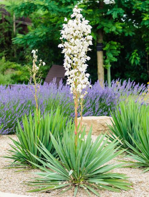 15 Medicinal Health Benefits Of Yucca filamentosa (Adam's Needle)