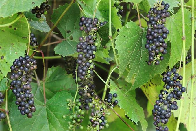 17 Medicinal Health Benefits Of Vitis vulpina (Frost Grape)