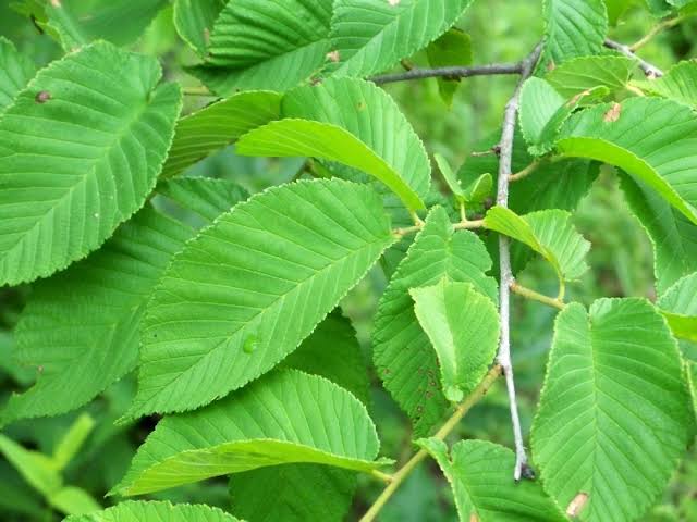 16 Medicinal Health Benefits Of Ulmus rubra (Slippery Elm)