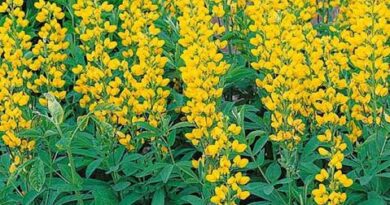 17 Medicinal Health Benefits Of Thermopsis montana (Mountain Goldenbanner)