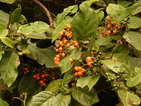 12 Medicinal Health Benefits Of Ehretia cymosa (Mukwekwe)