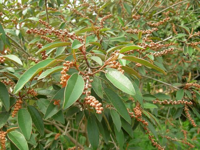 12 Medicinal Health Benefits Of Croton gratissimus (Mpur