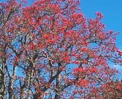 17 Medicinal Health Benefits Of Erythrina lysistemon (Lucky Bean Tree)