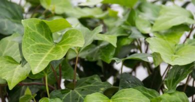 16 Medicinal Health Benefits Of Hedera canariensis (Algerian Ivy)