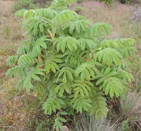17 Medicinal Health Benefits Of Hagenia abyssinica (African Redwood)