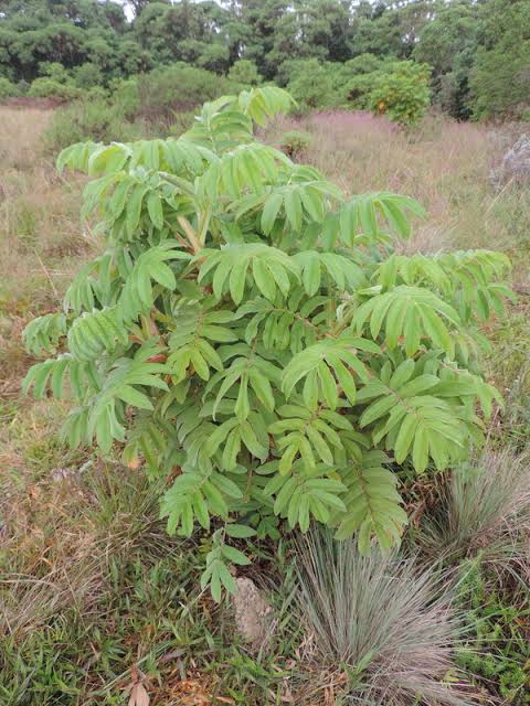 17 Medicinal Health Benefits Of Hagenia abyssinica (African Redwood)