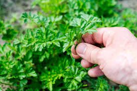 All You Need To Know About Parsley